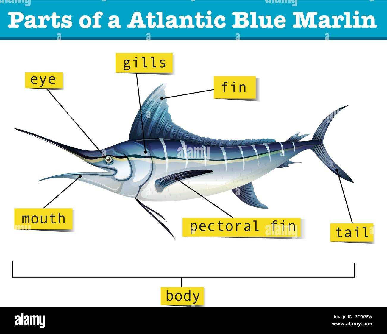 fish parts diagram