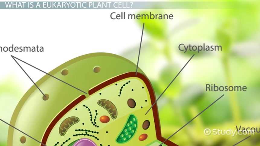 parts of a plant cell diagram