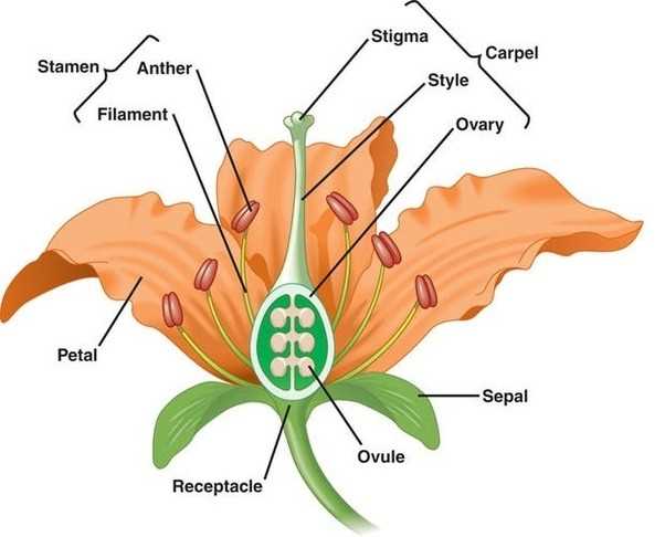 diagram of female part of flower