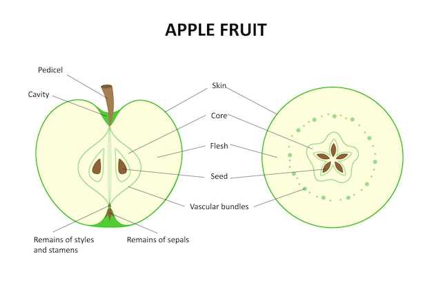 fruit parts diagram