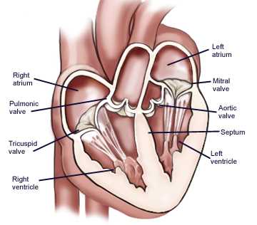 diagram of the parts of the heart