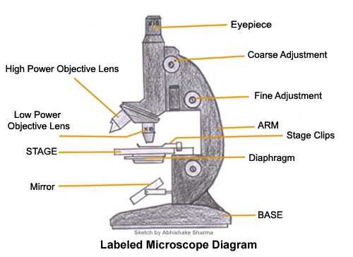 compound microscope parts diagram