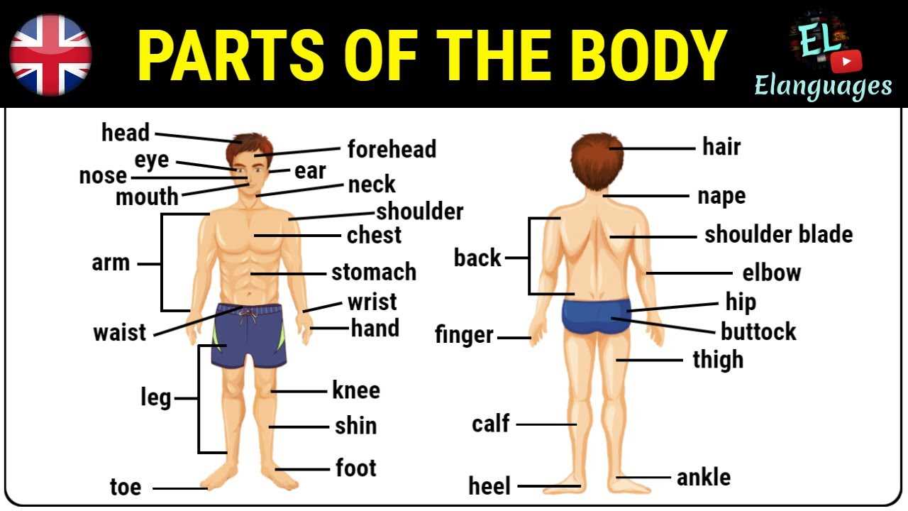 human body parts diagram with names