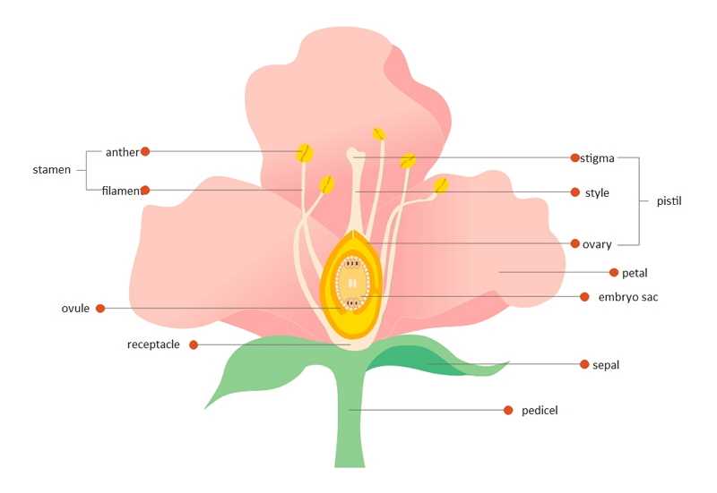 parts of a flower diagram blank