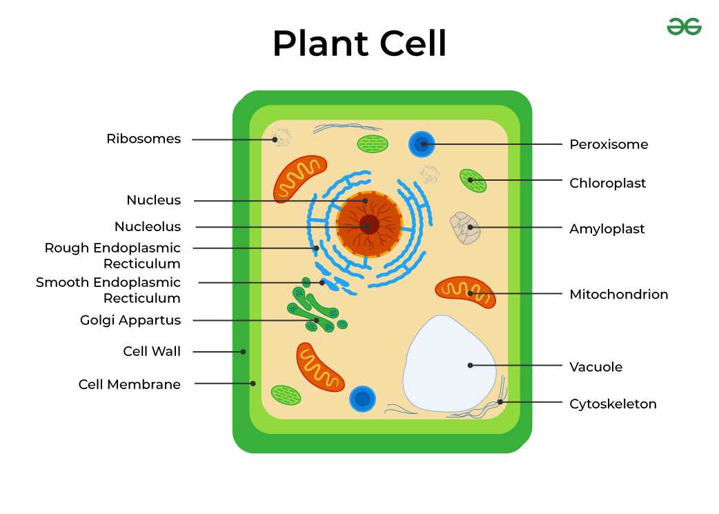 parts of a plant cell diagram