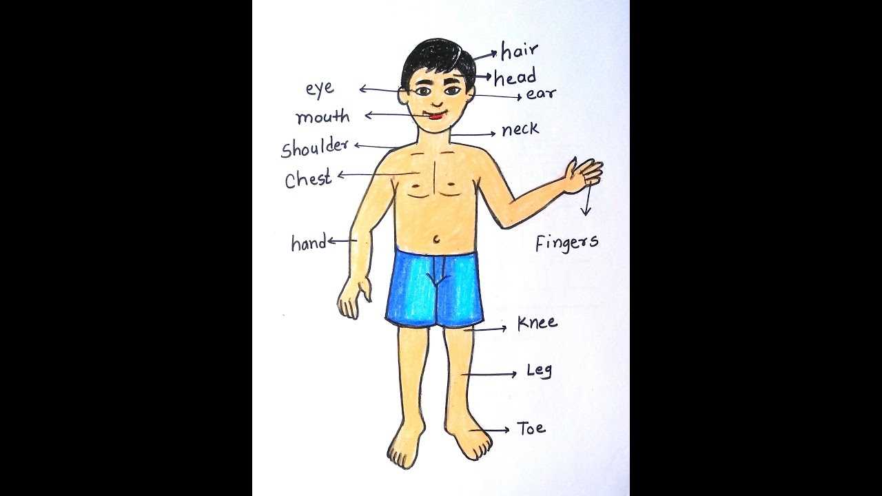 body part diagram