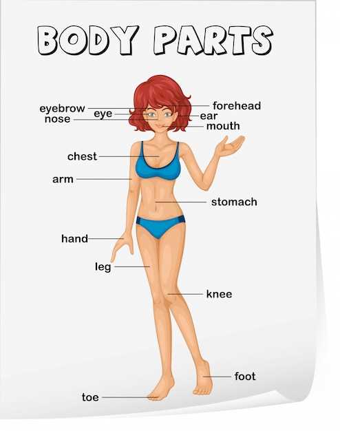 body part diagram