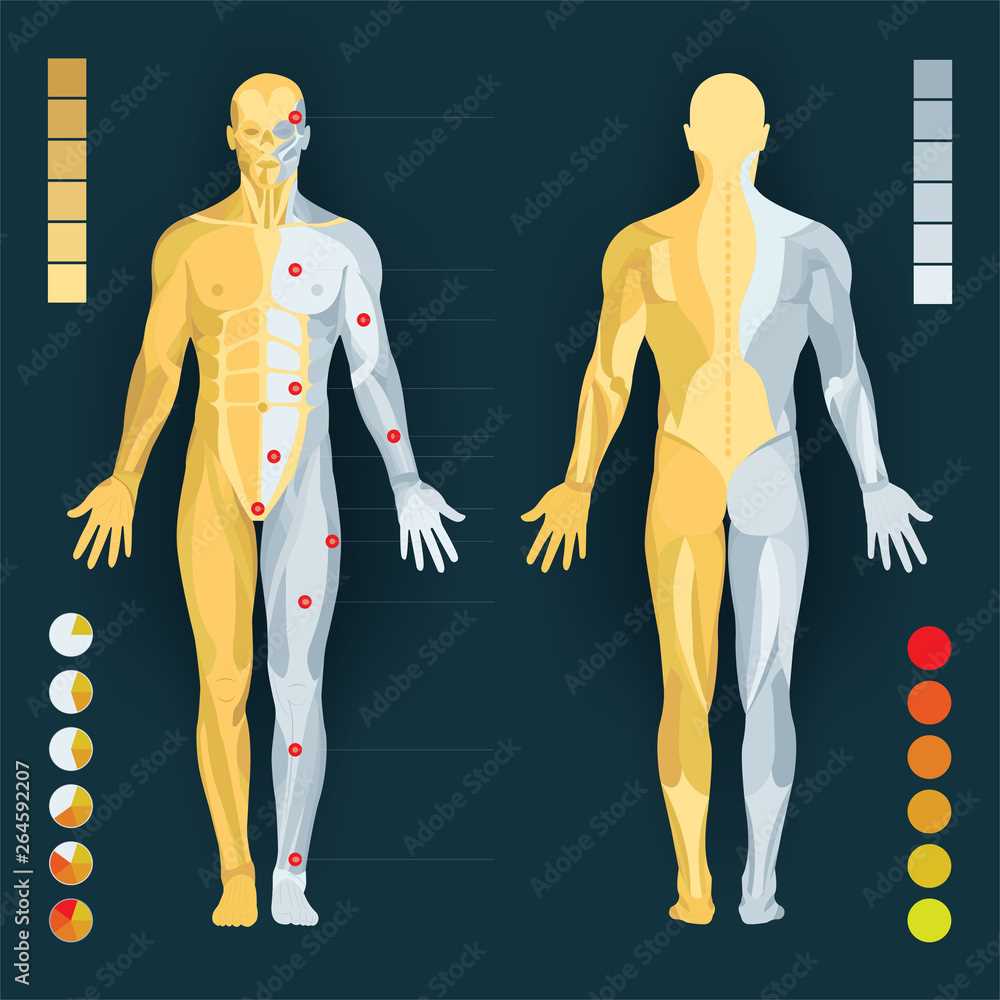 body parts diagram male