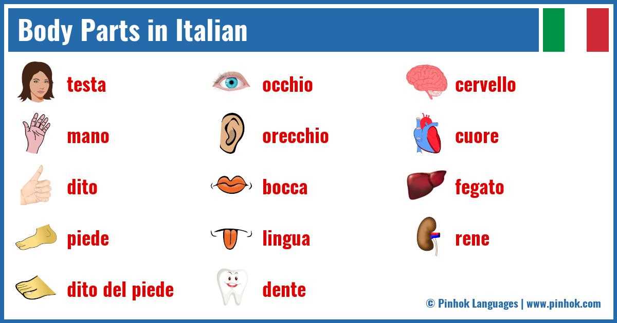 body parts in italian diagram