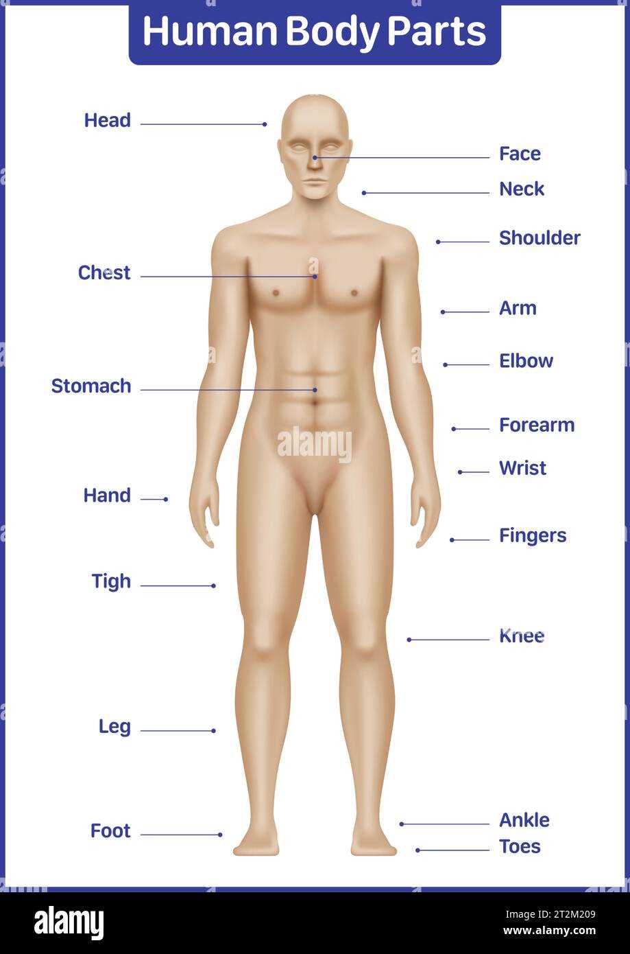 body parts in italian diagram