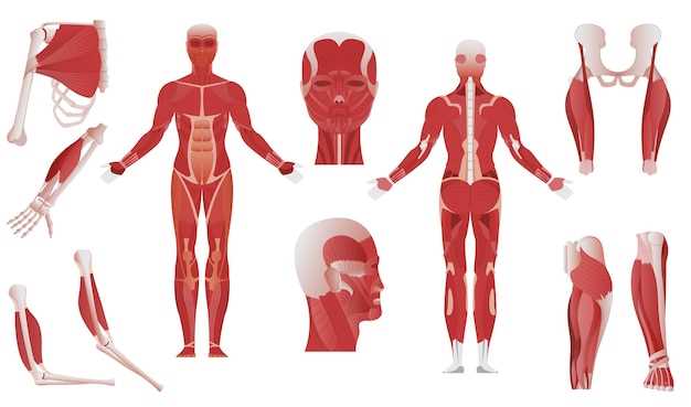 body parts muscles diagram