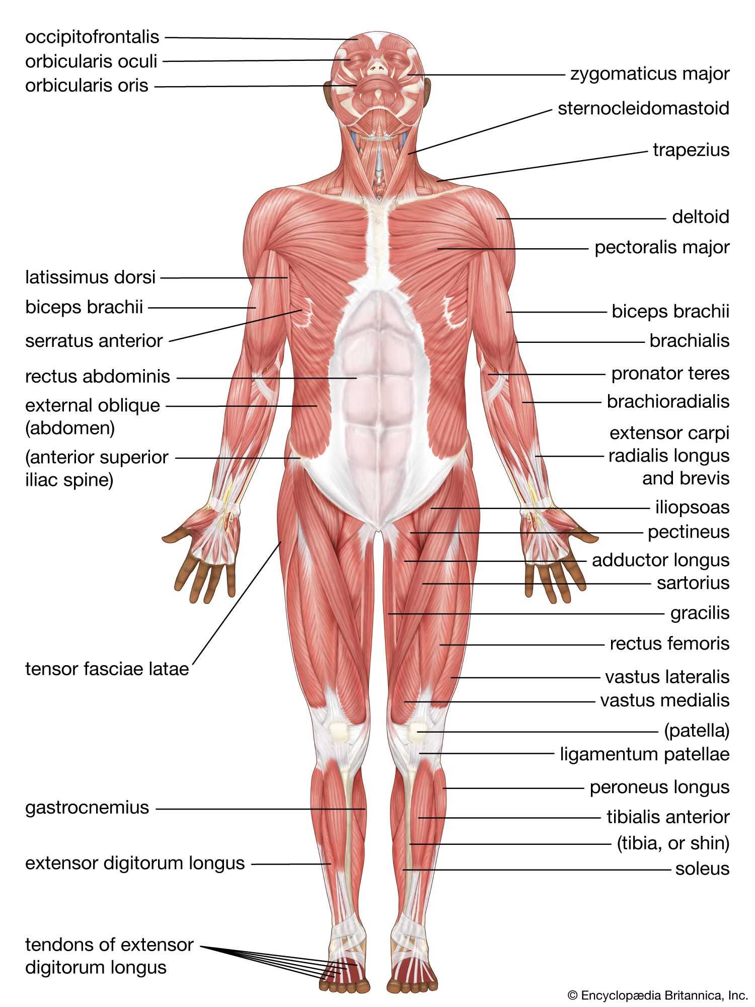 body parts muscles diagram