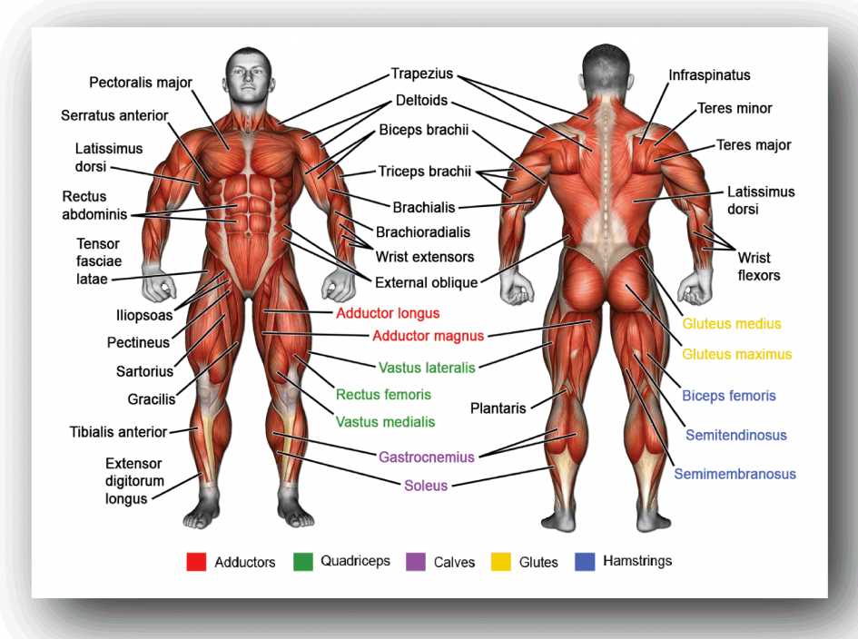 body parts muscles diagram