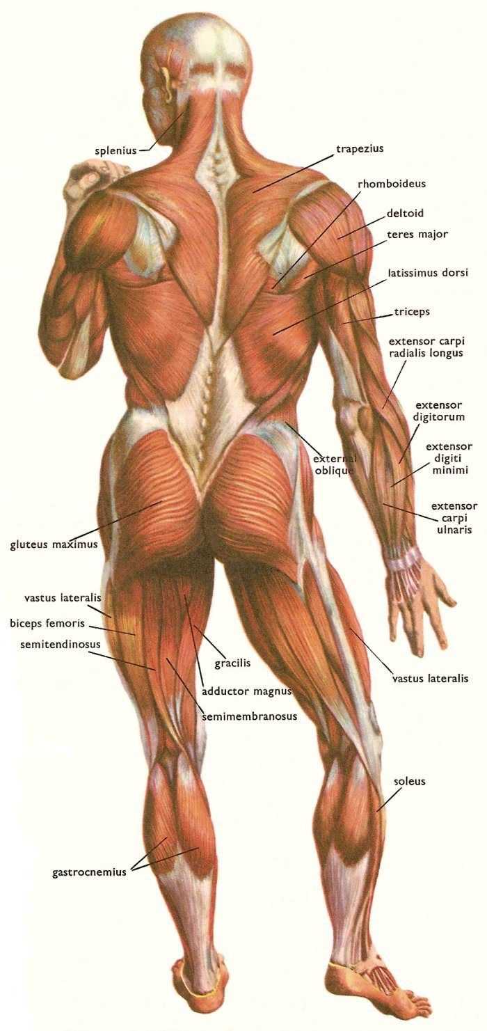 body parts muscles diagram