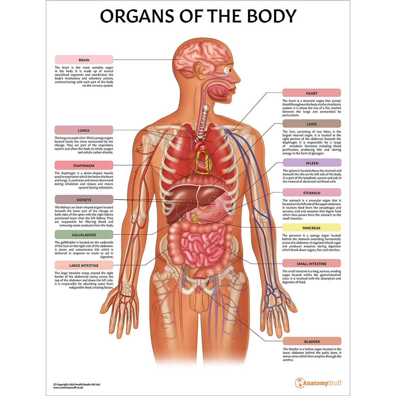 body parts muscles diagram