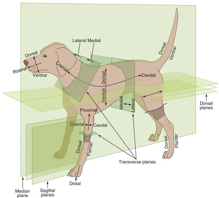 body parts of a dog diagram