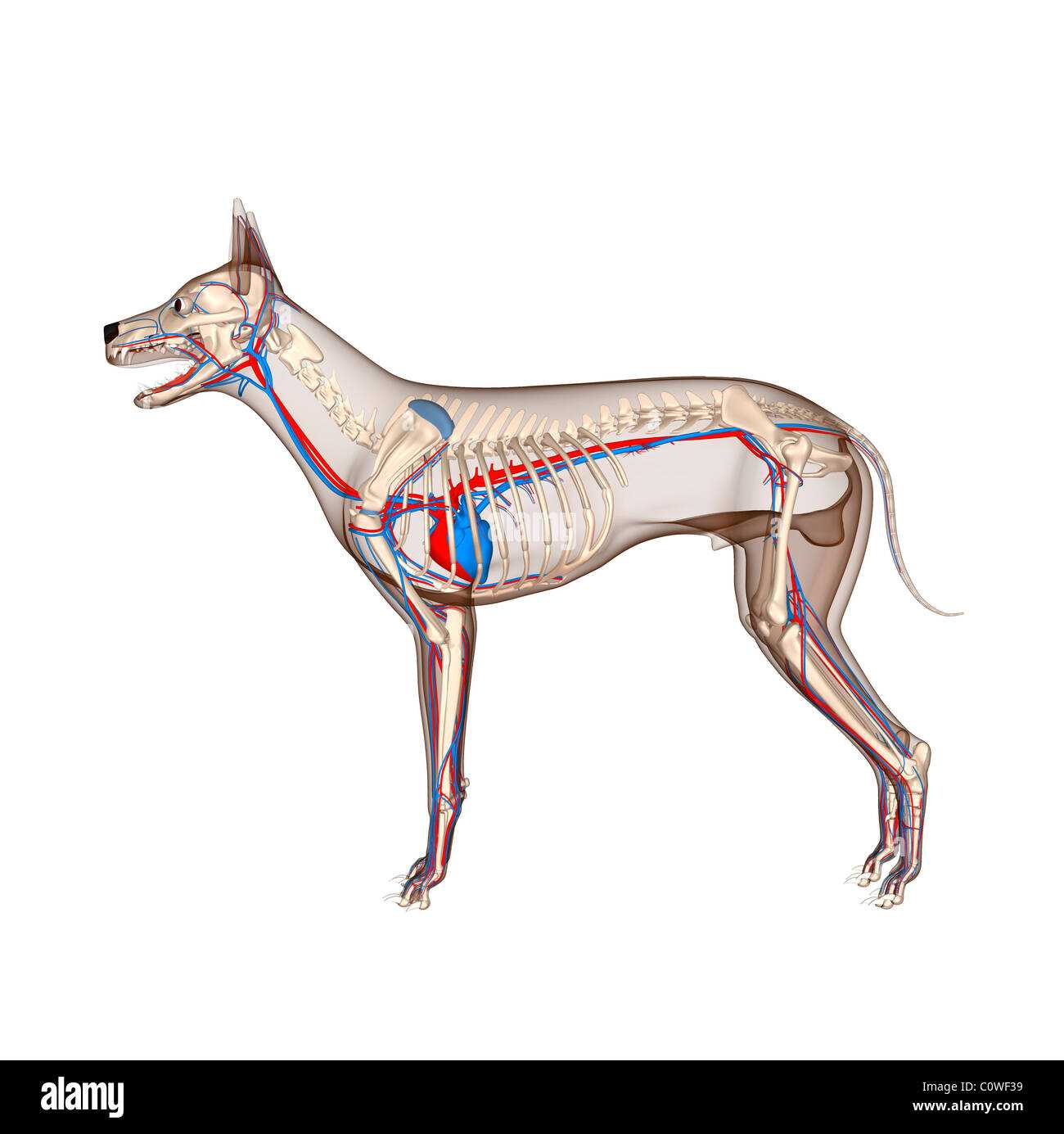 body parts of a dog diagram