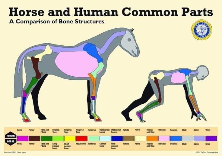 body parts of a horse diagram