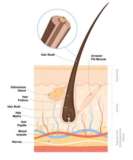 hair parts diagram