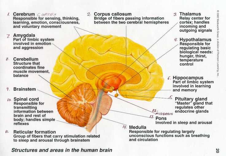 brain parts and functions diagram