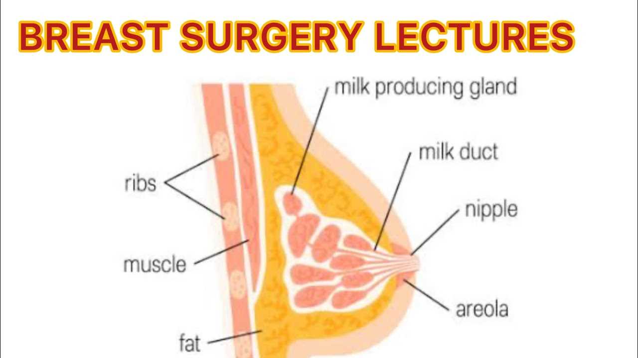 breast parts diagram