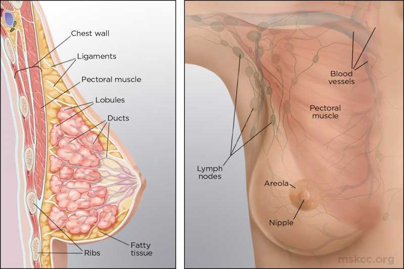 breast parts diagram