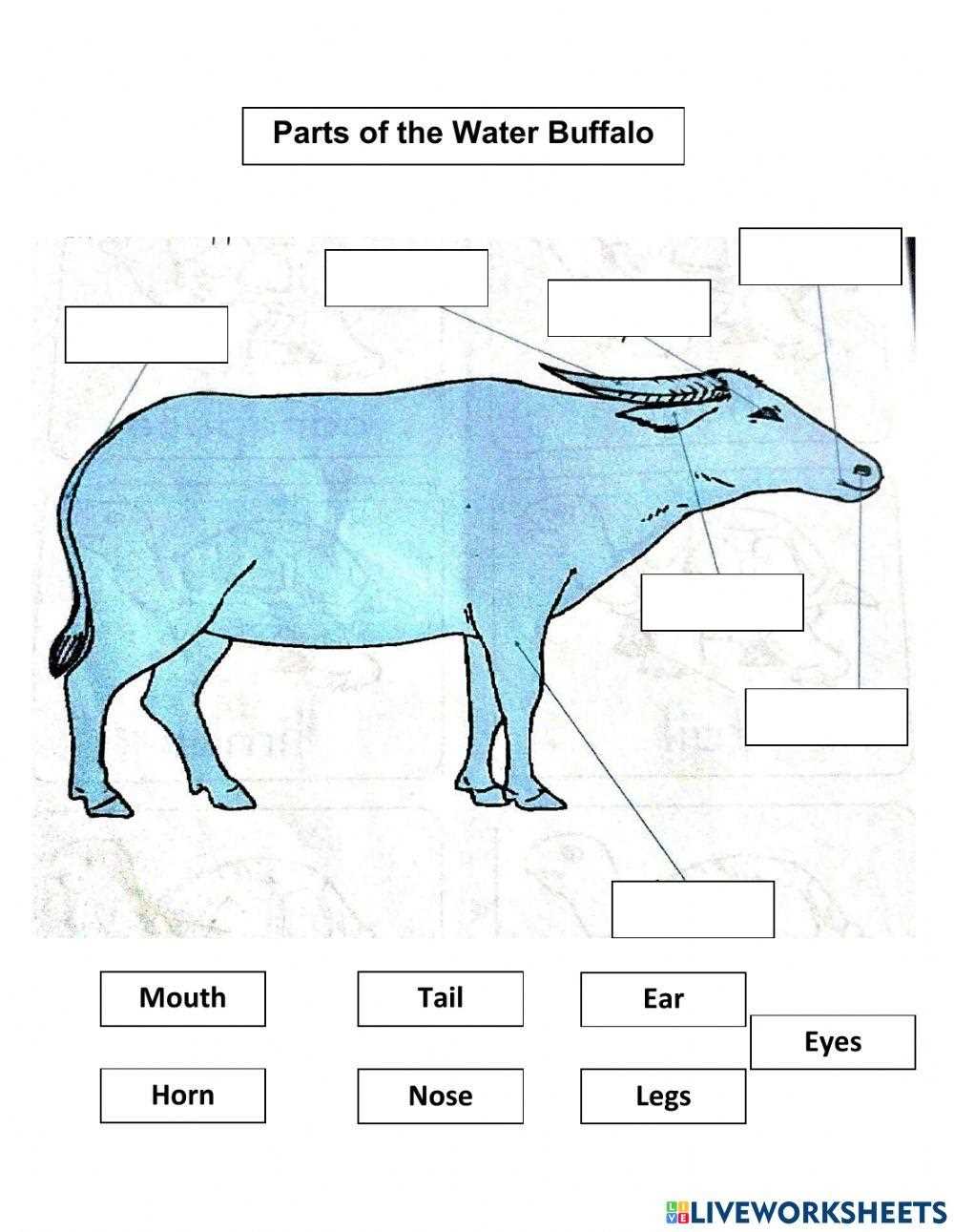 buffalo body parts diagram