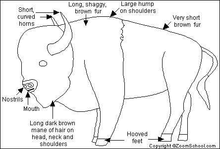 buffalo body parts diagram