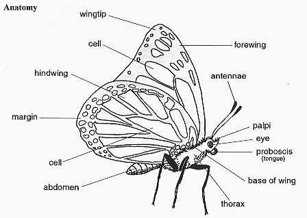 butterfly parts diagram