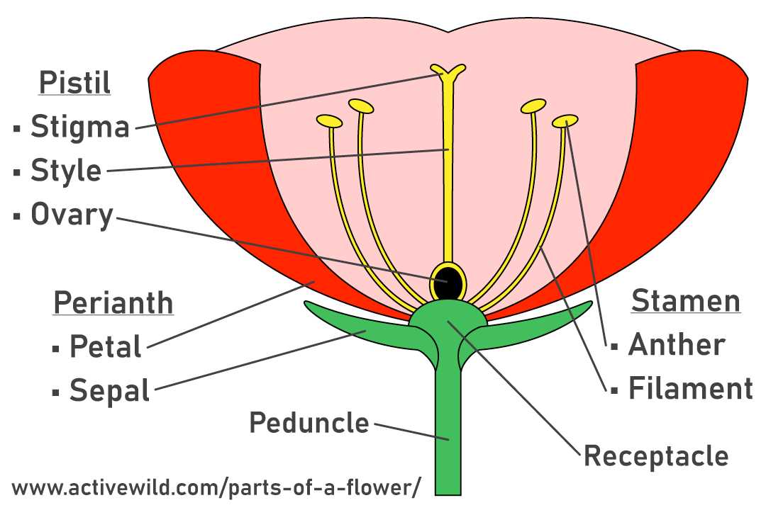 flower parts diagram