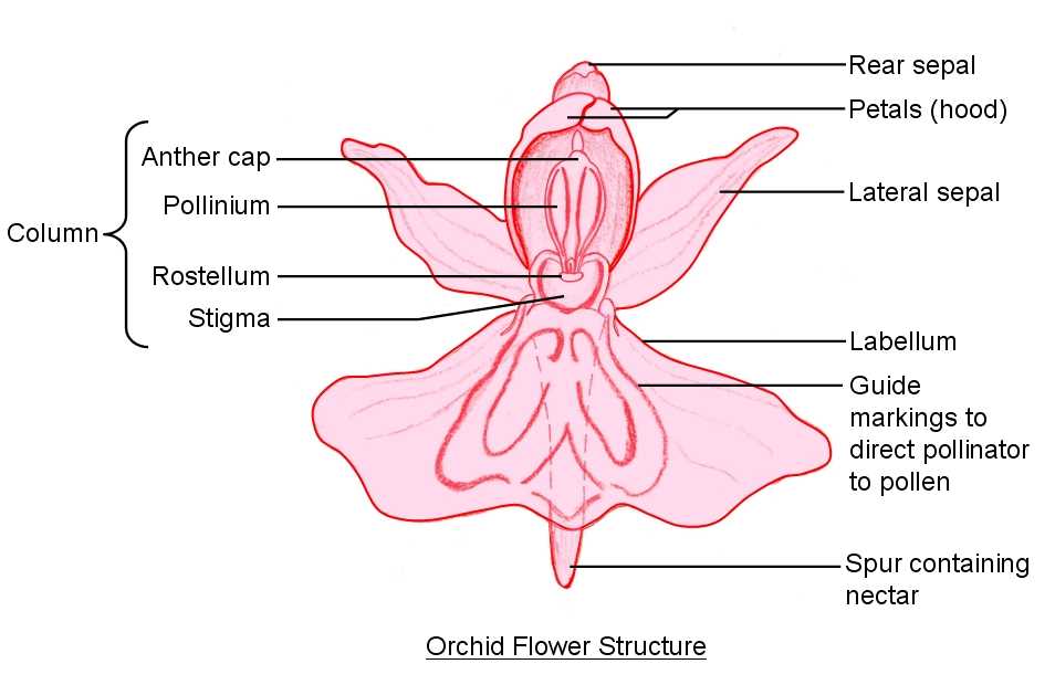 orchid flower parts diagram