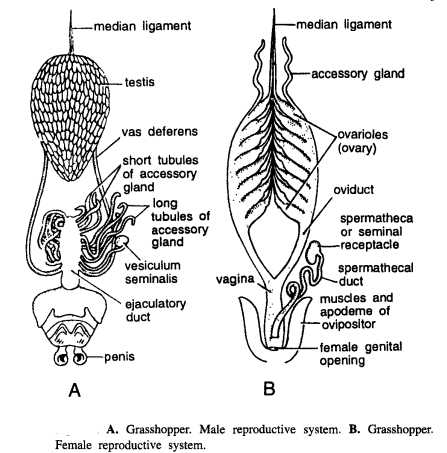 parts of a grasshopper diagram