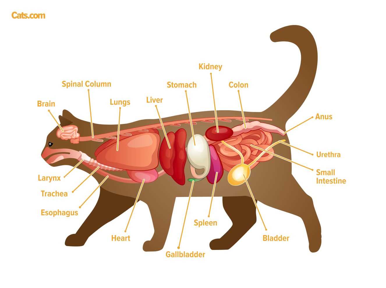 cat parts diagram