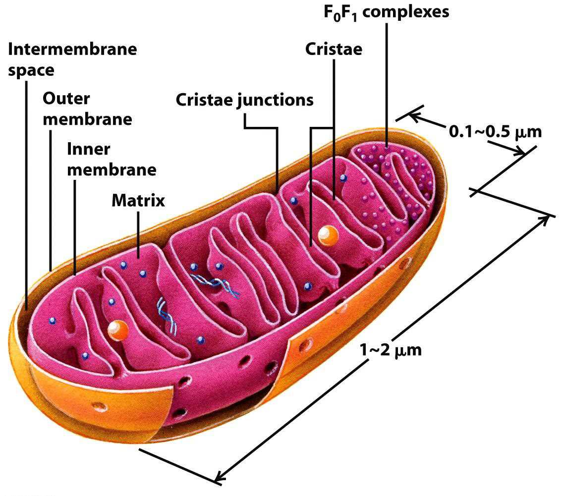 mitochondria diagram with parts