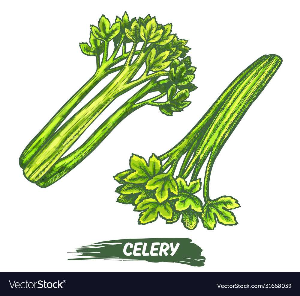 celery parts diagram