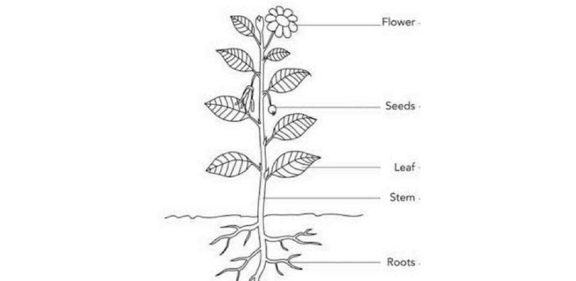 celery parts diagram