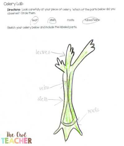 celery parts diagram