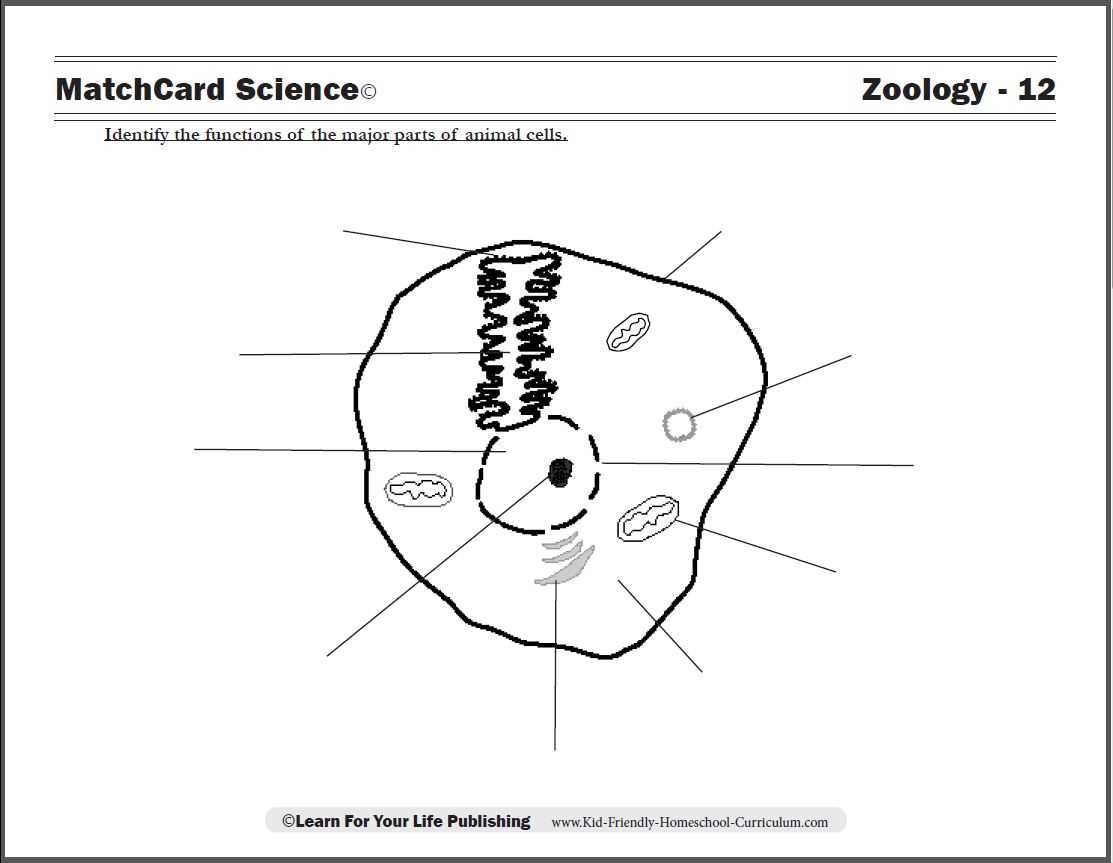 cell parts diagram