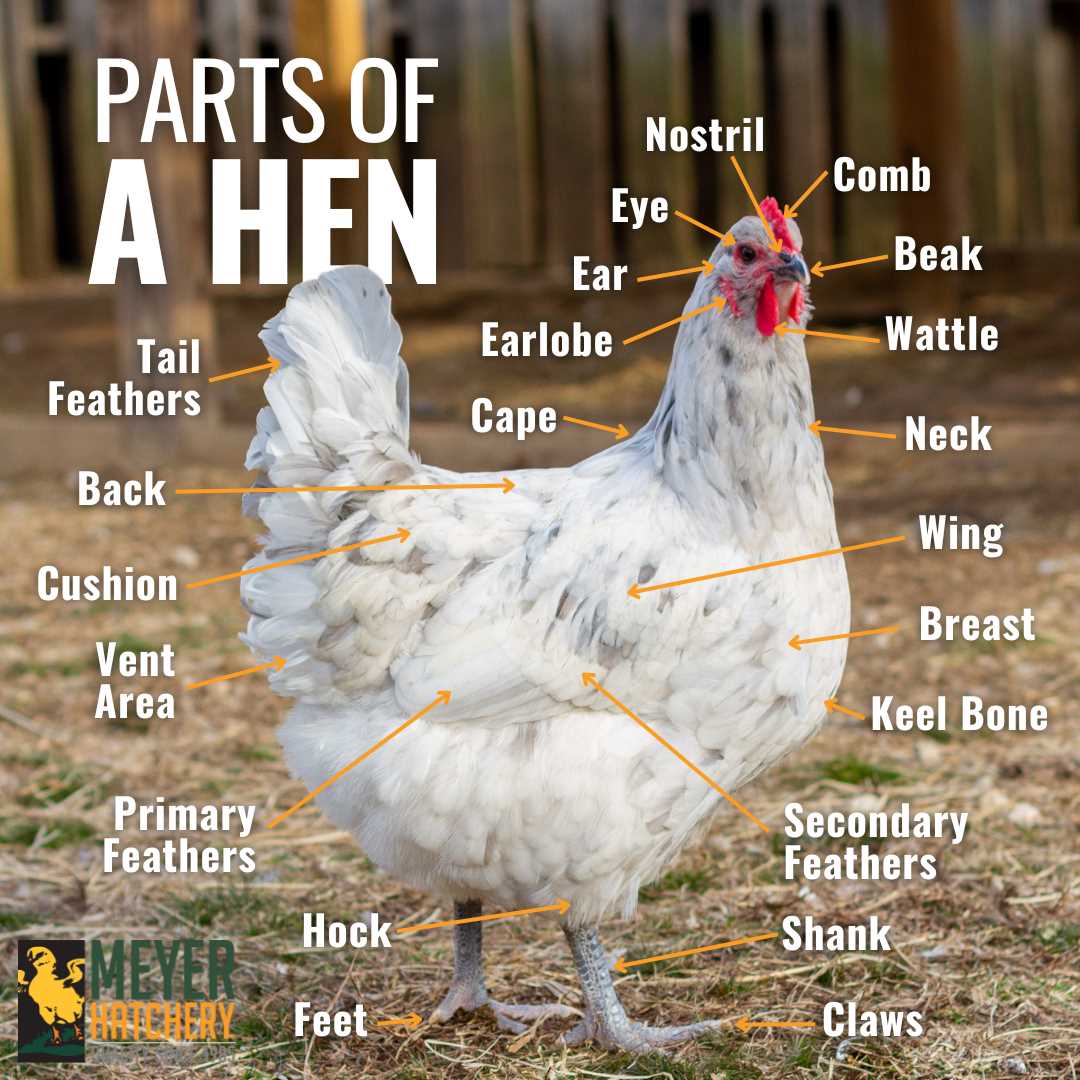 chicken body parts diagram