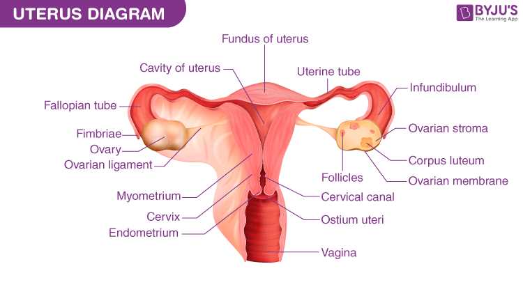 female lower body parts diagram