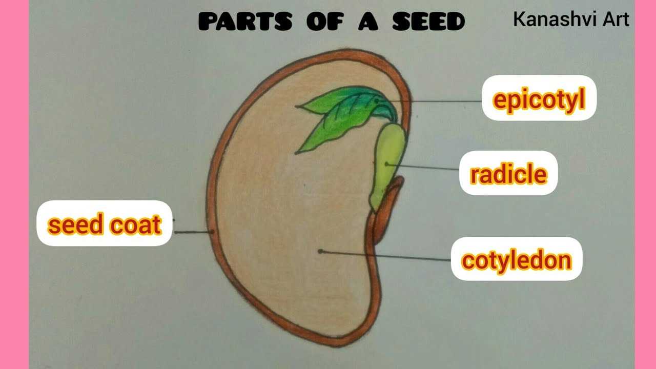 diagram parts of a seed