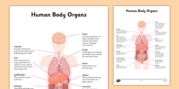 diagram of the human body parts