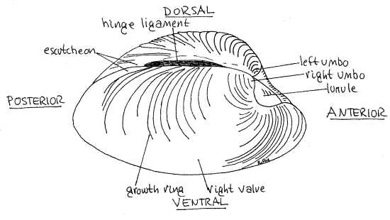 clam parts diagram