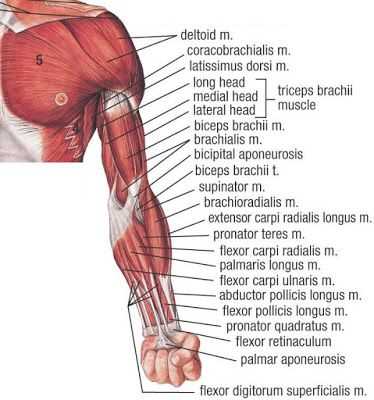 arm parts diagram