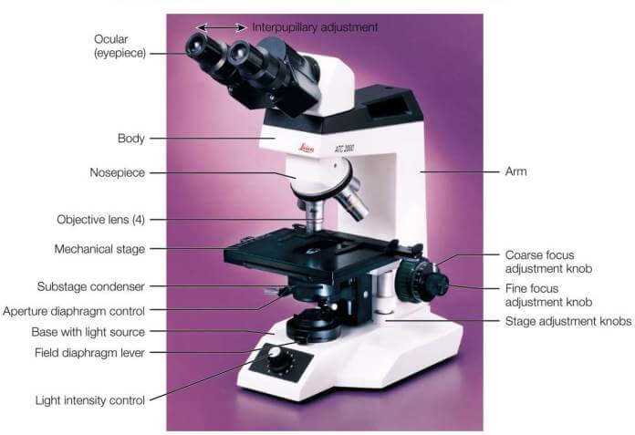 compound microscope parts diagram