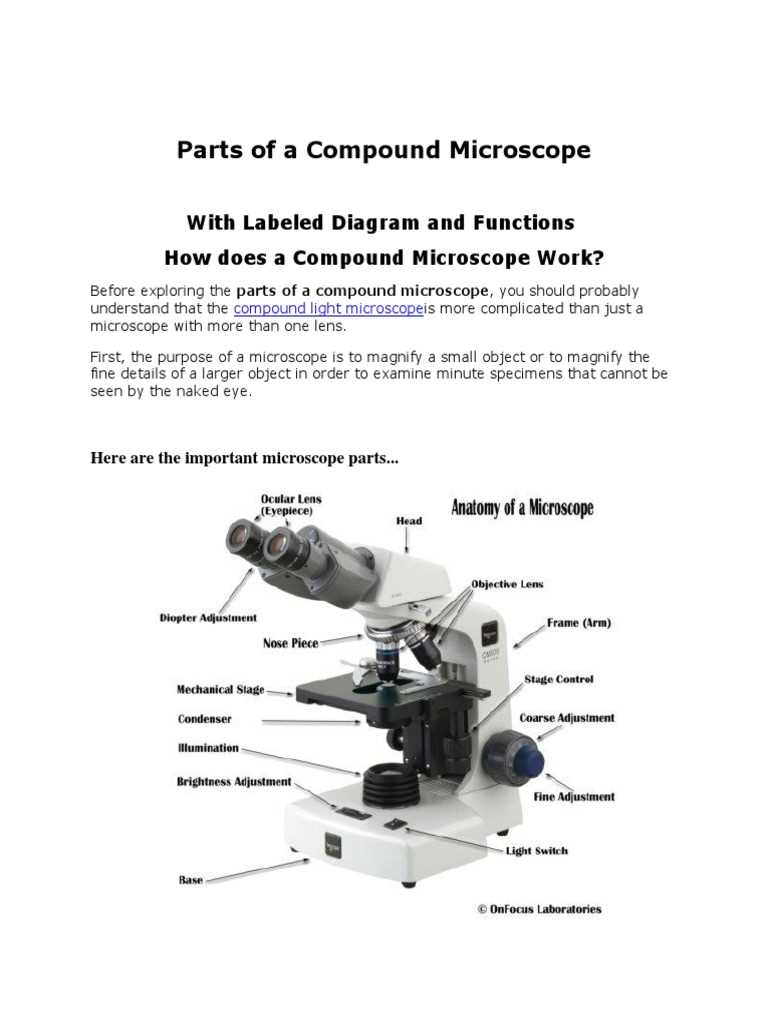 compound microscope parts diagram