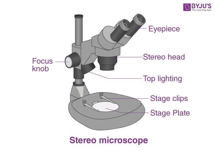 compound microscope parts diagram