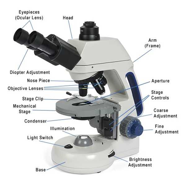 compound microscope parts diagram