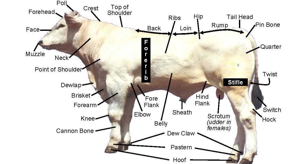 cow parts diagram