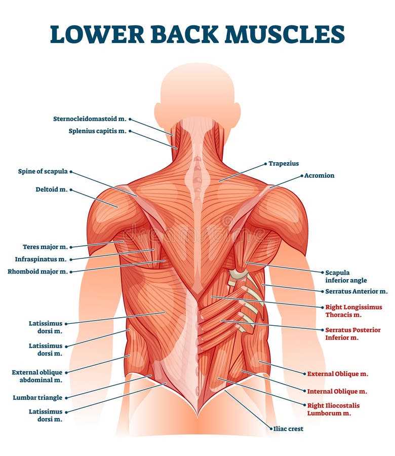 body parts muscles diagram